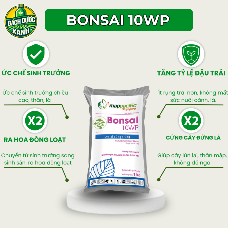 Alternative view of BONSAI 1000gr